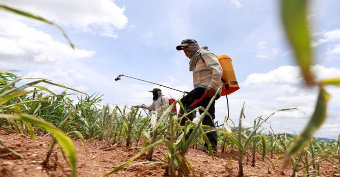 FILE PHOTO: Workers spray insecticide at a maize field destroyed by Fall Army Worm at Pak Chong