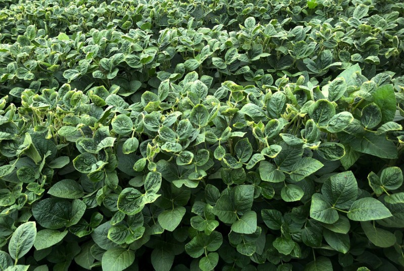 FILE PHOTO: Soybean fields as part of University of Wisconsin research in Arlington