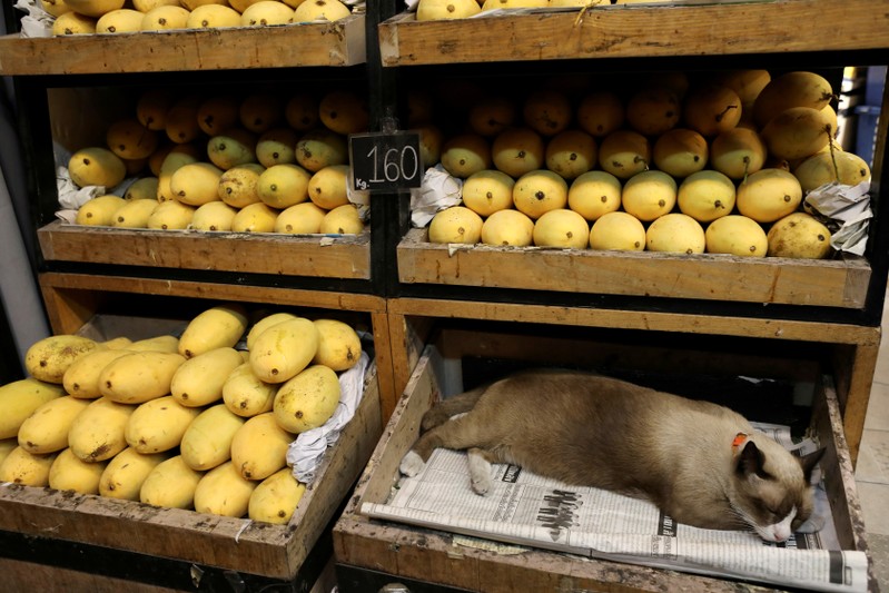 FILE PHOTO: Cat sleeps in a box in a mango shop in Bangkok