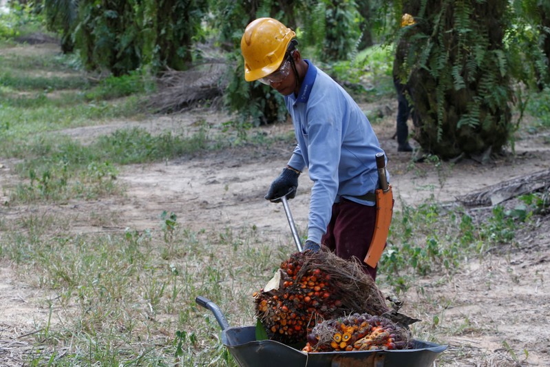 A worker collects palm oil fruits at a plantation in Bahau, Negeri Sembilan