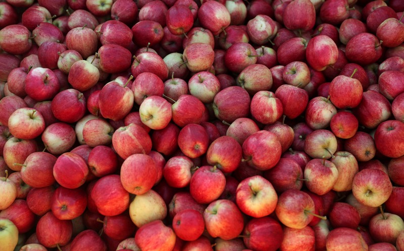 FILE PHOTO: Picked apples are seen at Stocks Farm in Suckley