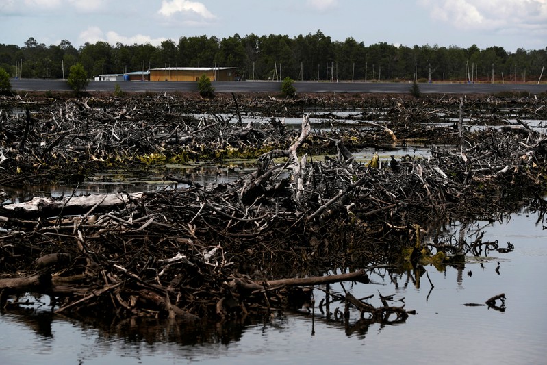 FILE PHOTO: A view of a destroyed mangrove forest outside the Sunlight Seafood farm in Pitas