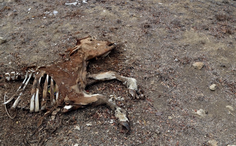 FILE PHOTO: The carcass of a cow is seen at a ranch as the Caribbean nation endures its worst