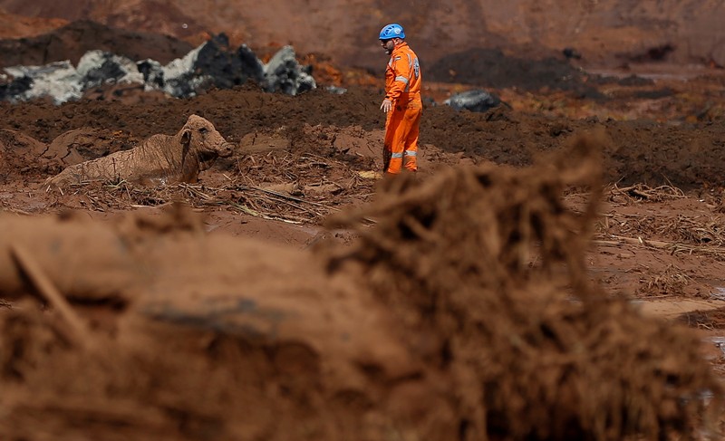 FILE PHOTO: An ox is seen on mud after a tailings dam owned by Brazilian miner Vale SA burst,