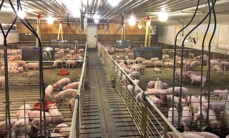 Hogs are seen inside pens at a barn in Mike Paustian's farm in Walcott, Iowa