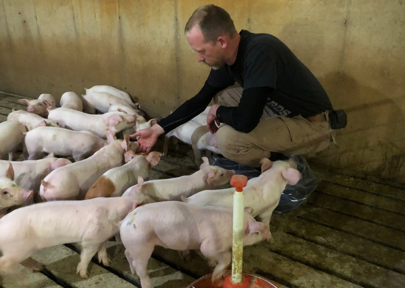 Hog farmer Mike Paustian interacts with some of his piglets in his farm in Walcott, Iowa