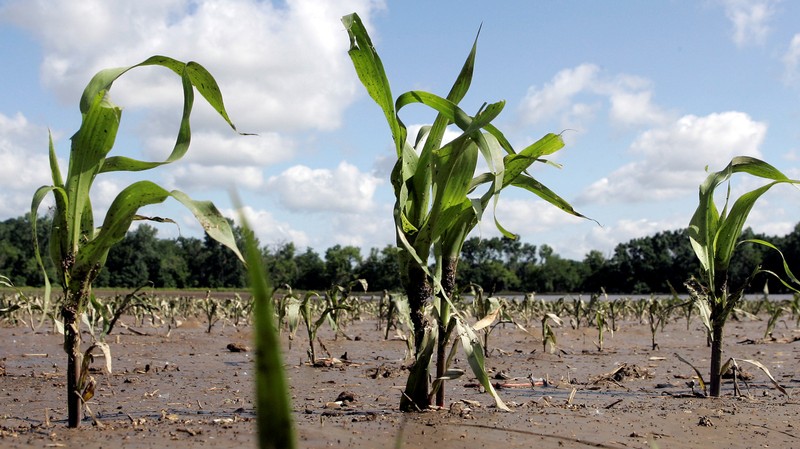 FILE PHOTO: Corn plants stand in a field that was flooded by overflowing waters of the Cedar