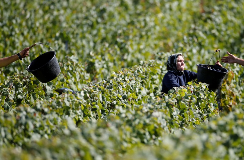 Workers collect grapes in a Taittinger vineyard during the traditional Champagne wine harvest