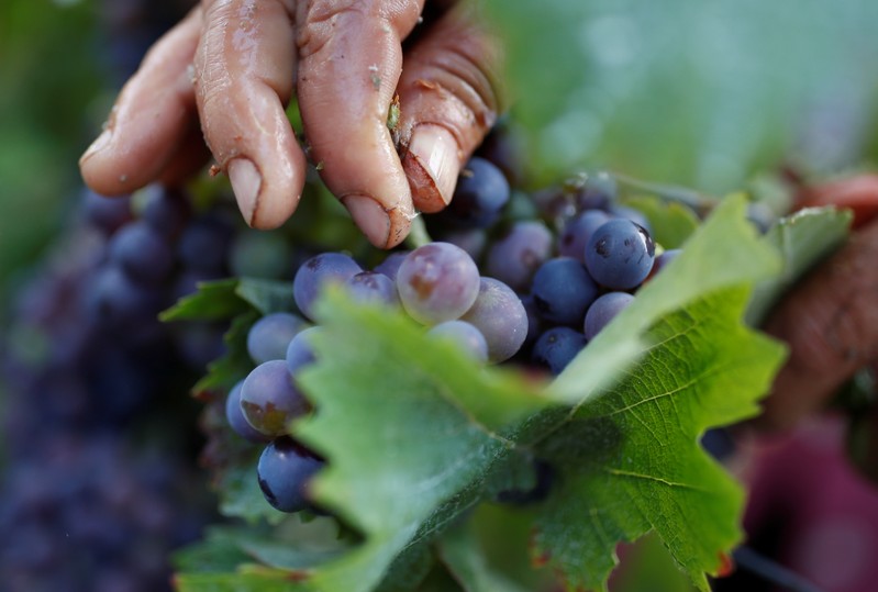 Workers collect grapes in a Taittinger vineyard during the traditional Champagne wine harvest