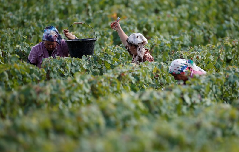 Workers collect grapes in a Taittinger vineyard during the traditional Champagne wine harvest