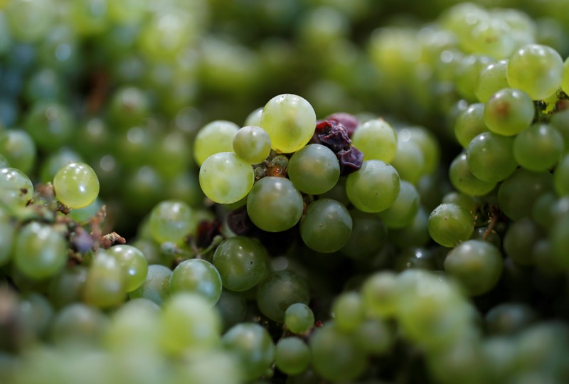 Collected grapes are seen in Avize during the traditional Champagne wine harvest