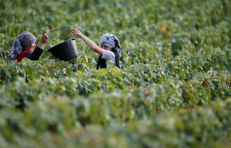 Workers collect grapes in a Taittinger vineyard during the traditional Champagne wine harvest