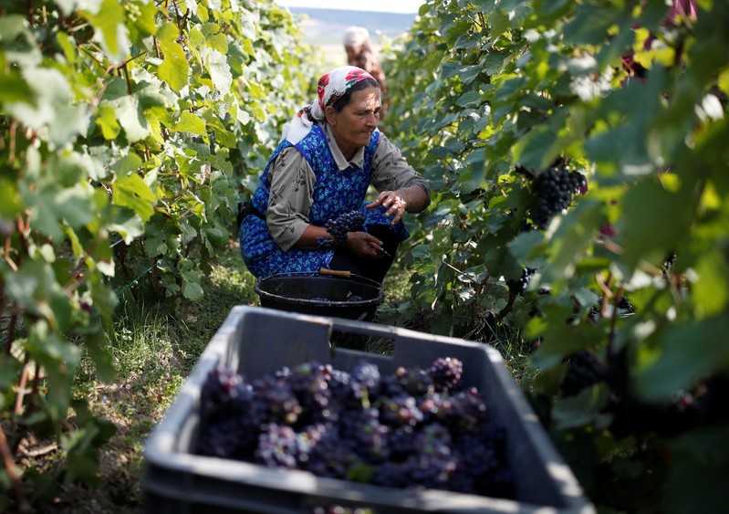 Workers collect grapes in a Taittinger vineyard during the traditional Champagne wine harvest