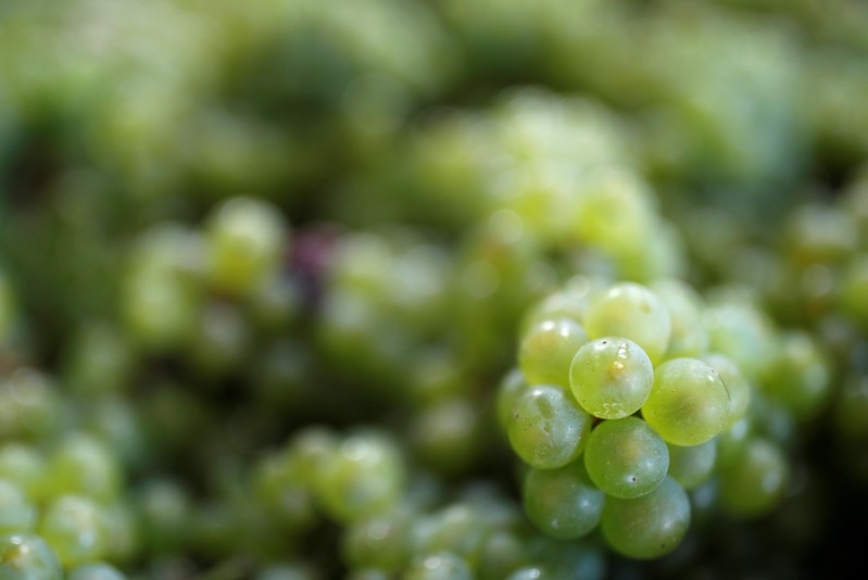 Collected grapes are seen in Avize during the traditional Champagne wine harvest