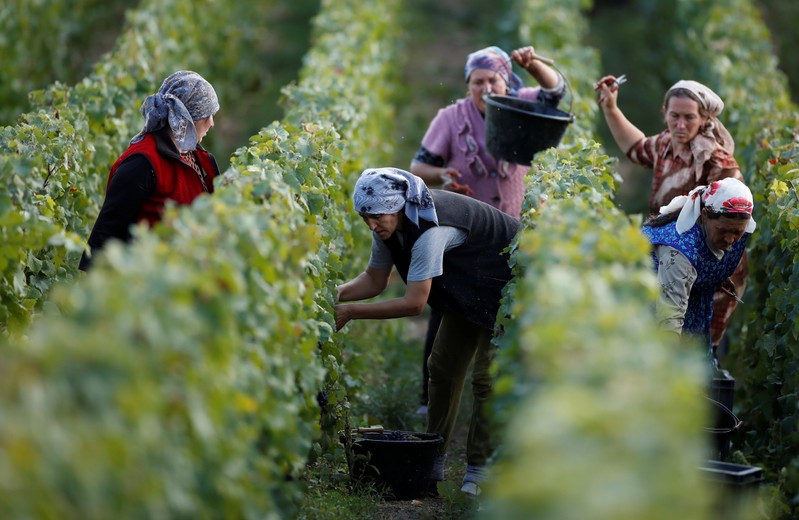 Workers collect grapes in a Taittinger vineyard during the traditional Champagne wine harvest