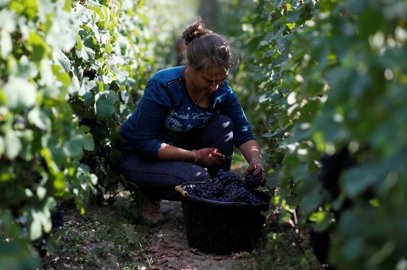 Workers collect grapes in a Taittinger vineyard during the traditional Champagne wine harvest