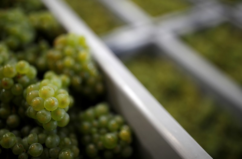 Collected grapes are seen in Avize during the traditional Champagne wine harvest