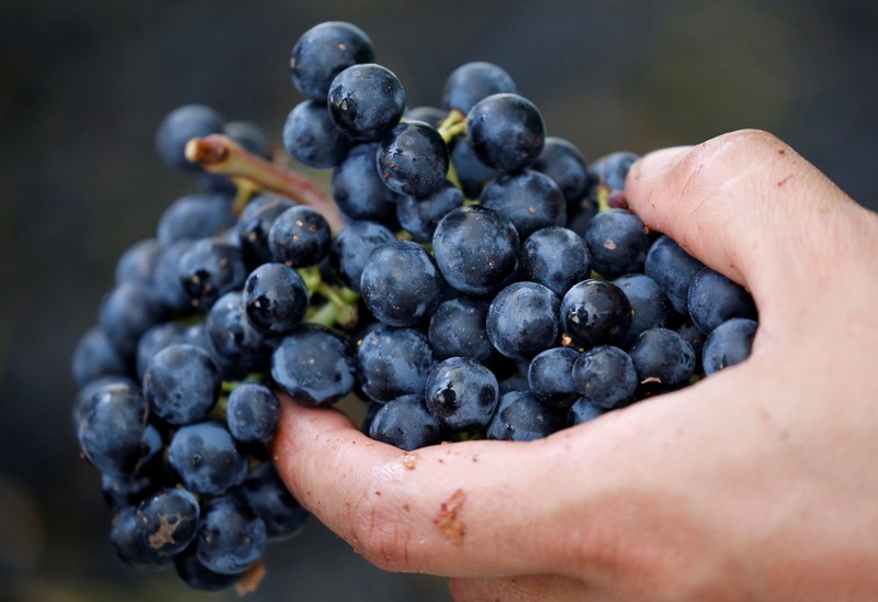 FILE PHOTO: A worker selects grapes as the traditional harvest starts at the Chateau Haut-Brion