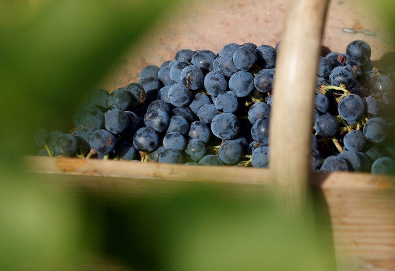 FILE PHOTO: Workers select grapes as the traditional harvest starts at the Chateau Haut-Brion