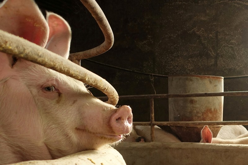 FILE PHOTO: FILE PHOTO: A pig is seen on a farm in Changtu county, Liaoning province, China,