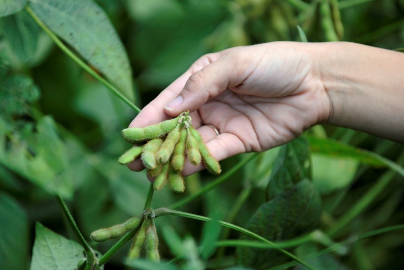 FILE PHOTO: Meagan Kaiser holds a still-growing soybeans near Norborne, Missouri