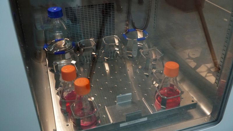 Flasks containing lab-grown shrimp meat cells suspended in nutrient solution are seen in an