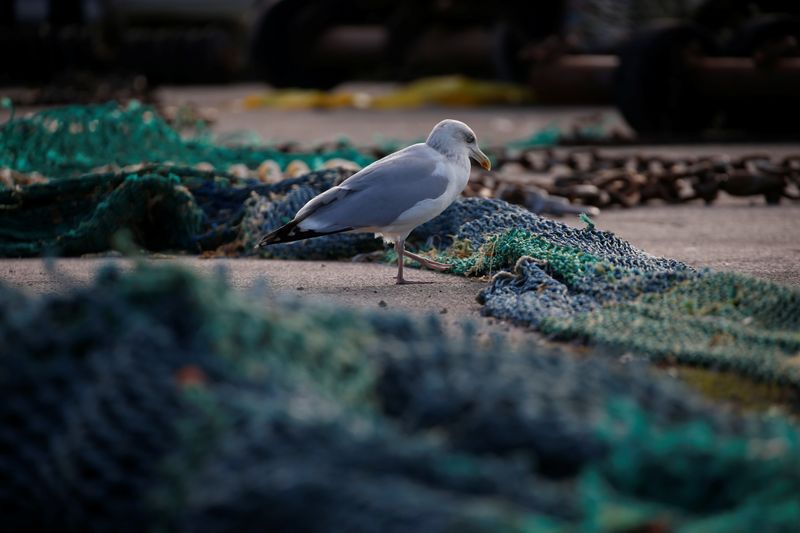 A seagull walks in the middle of fishing nets in the port of Boulogne-sur-Mer