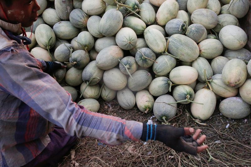 A worker transports melons for packing in Madauk, Bago