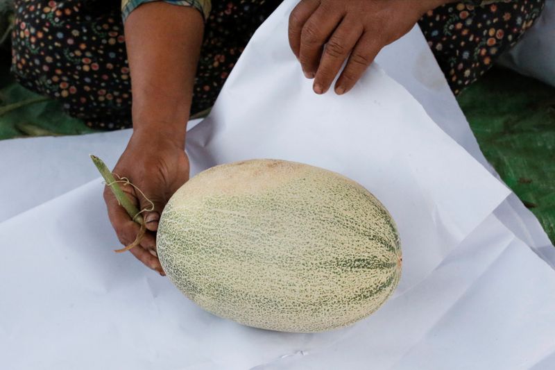 A worker weights a watermelon that will not be harvest due to the outbreak of the coronavirus