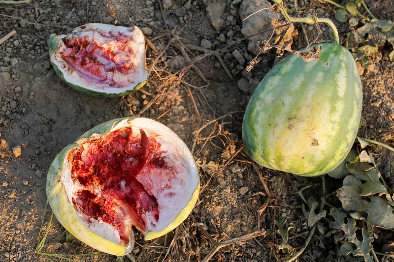 Workers pack melons to send to Yangon for sale in Madauk,