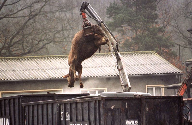 FILE PHOTO: The carcass of a cow suspected of having BSE hangs from a crane over a container at