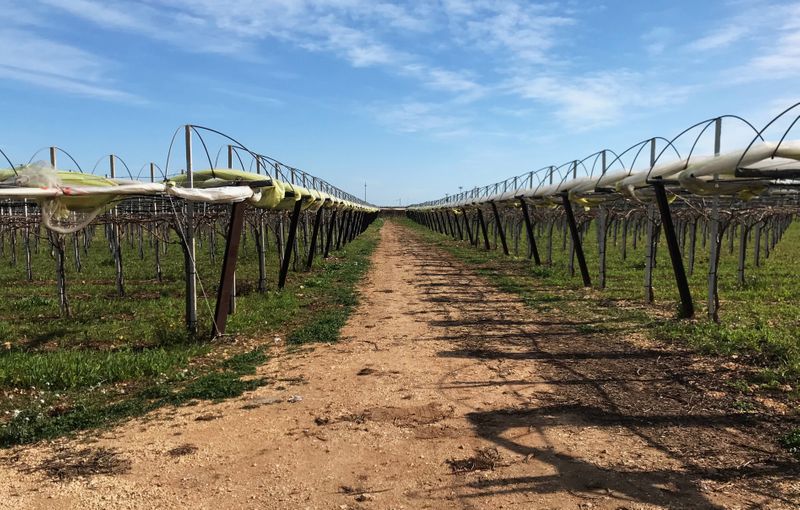 Grape vines for the Italia variety of grape are seen in Noicattaro, a major area of grape