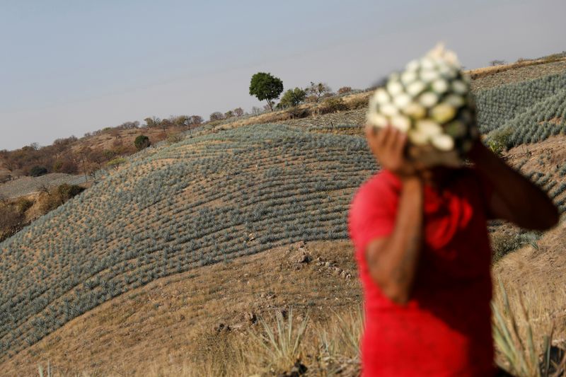 FILE PHOTO: A farmer, also known as a jimador, carries a blue agave heart during harvest in