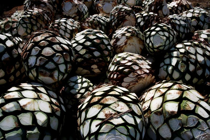 FILE PHOTO: Blue agave hearts are pictured on top of a truck on the outskirts of Tequila