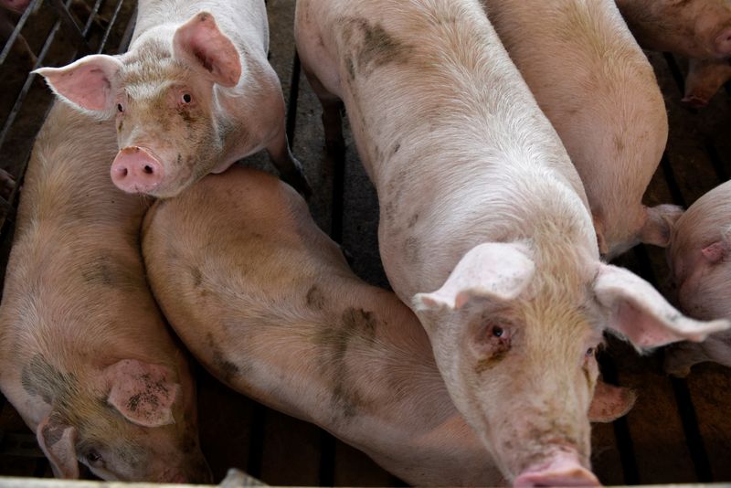 Hog farm in Kenyon, Minnesota