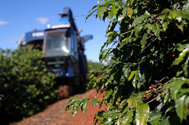 FILE PHOTO: Coffee cherries are seen as an agricultural machine harvests coffee in a plantation