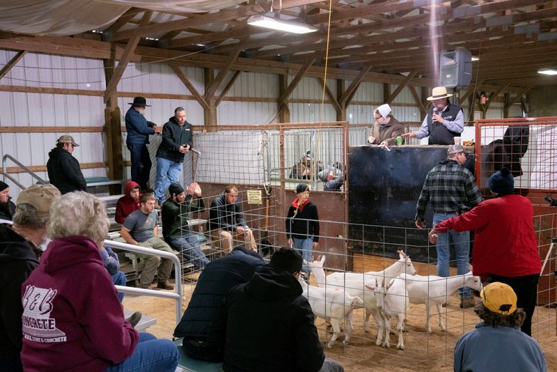 Small meat processors backlogged as virus idles big plants