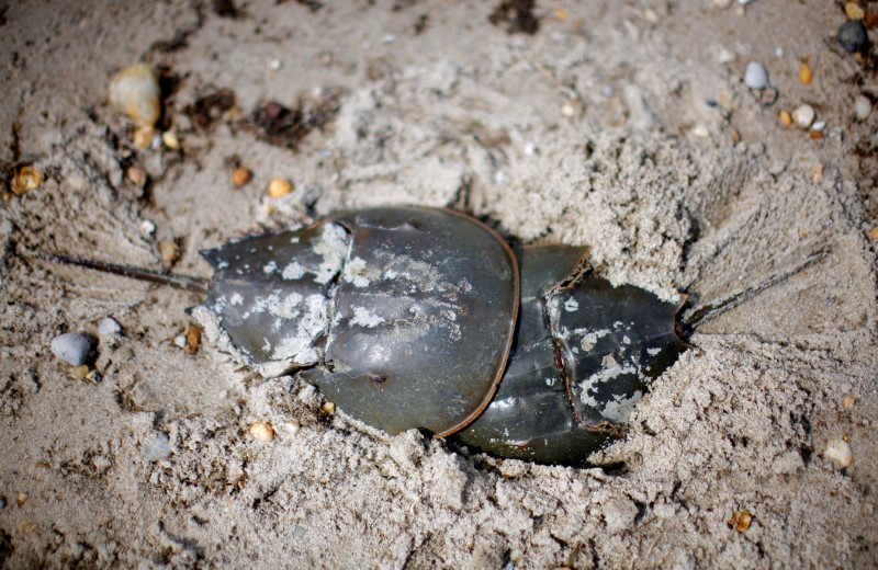 FILE PHOTO: Atlantic Horseshoe crabs burrow in sand to lay eggs on Pickering beach in Delaware