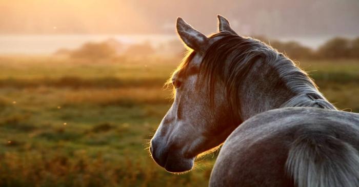 Action Fraud warning to the public as equine fraud costs victims £70,000