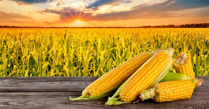 corn