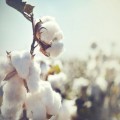 cotton